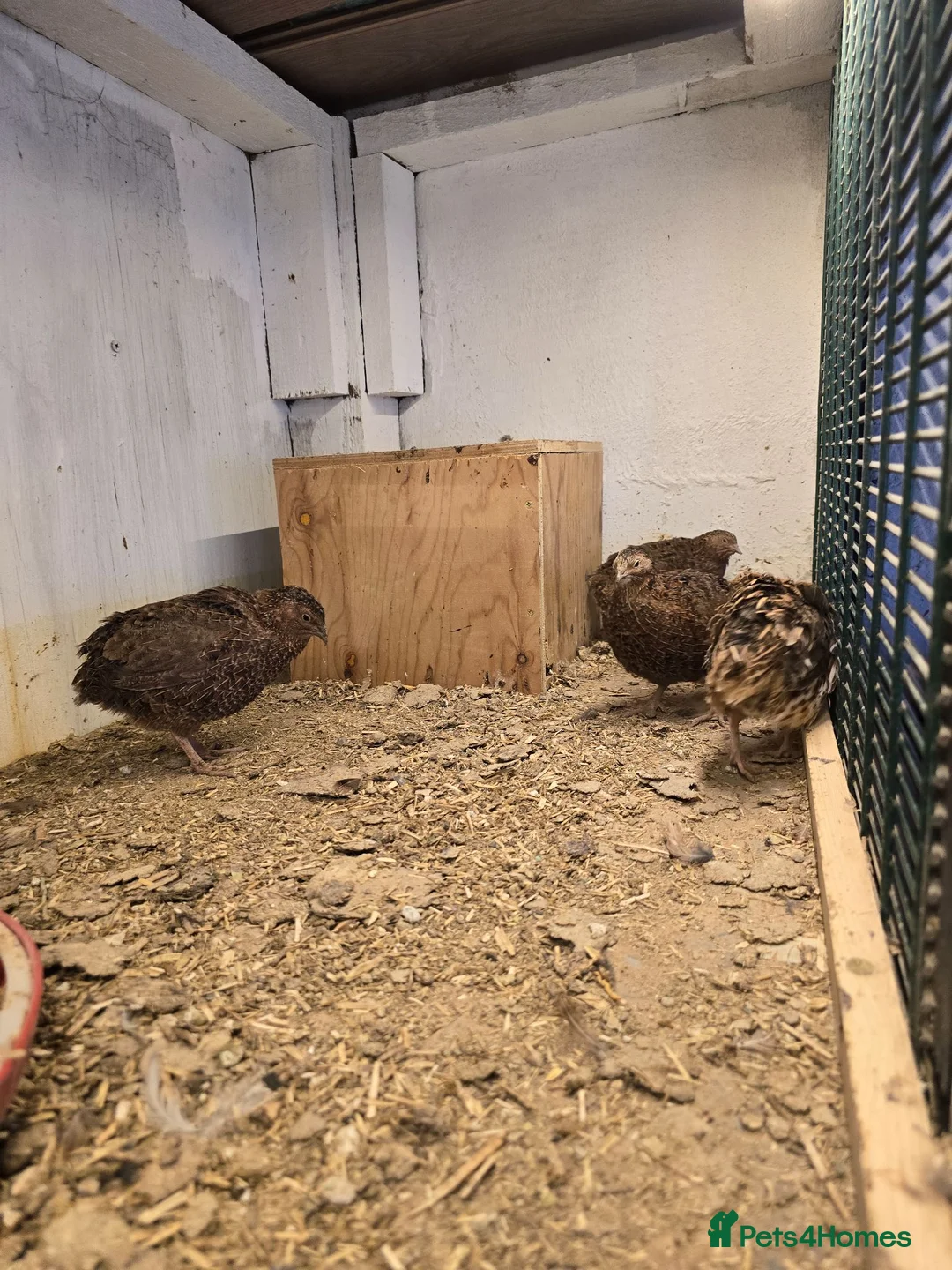 Quail poultry for sale: Four Male quail for sale for aviary in Doncaster - Advert 2