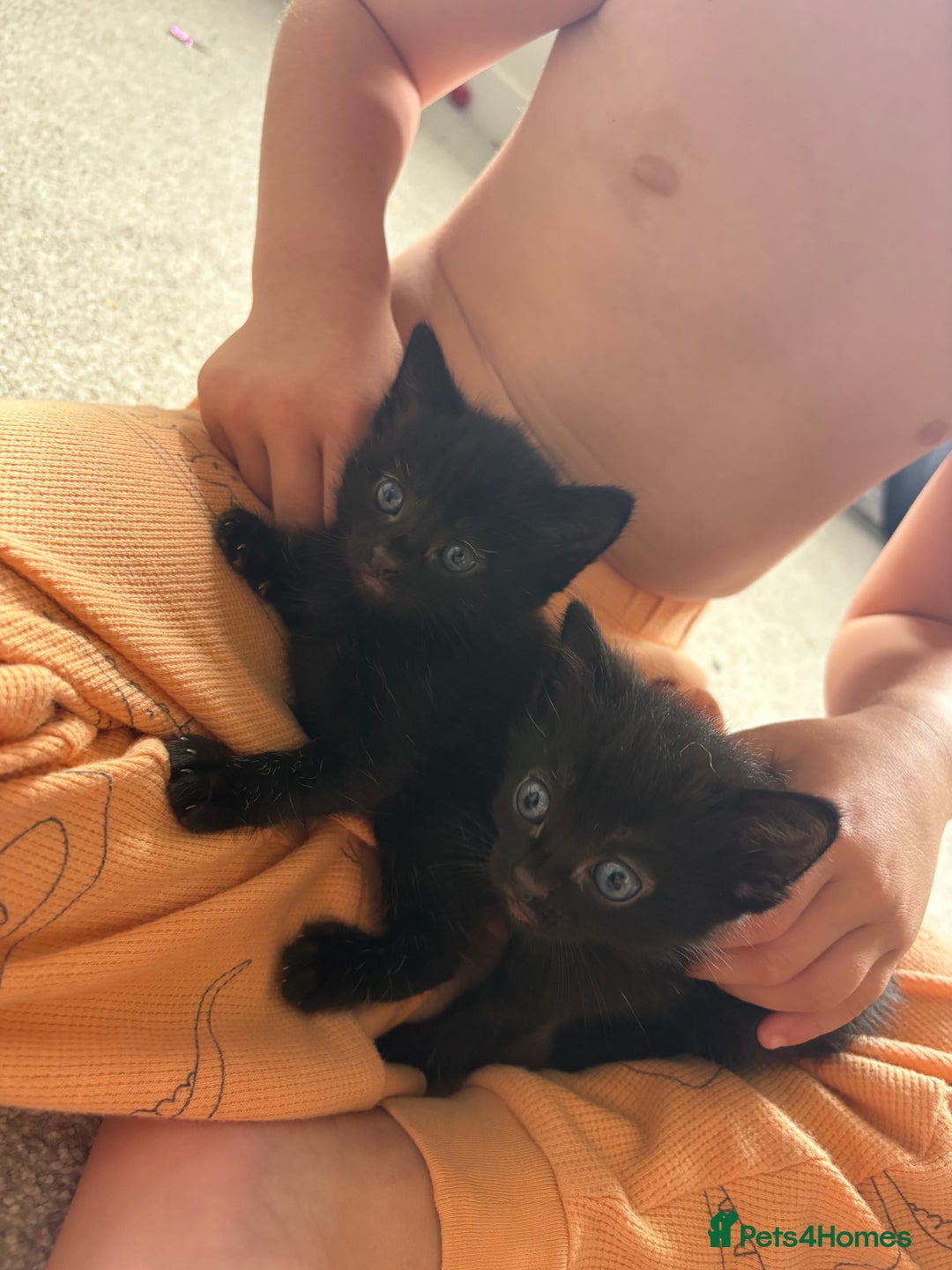 Mixed Breed cats for sale: 2 beautiful black female kittens  - Image 5