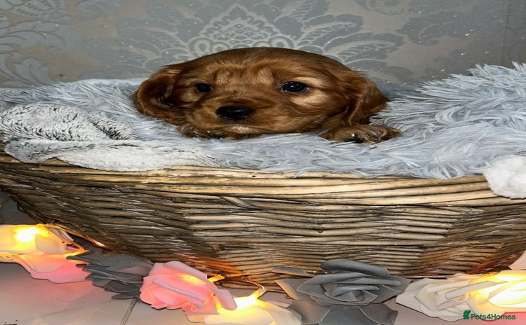 Mixed Breed dogs - Advert 11