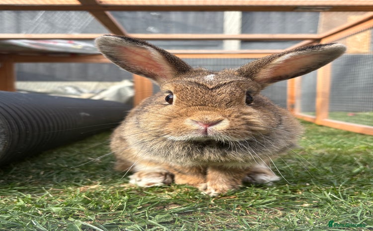 Mixed Breed rabbits - Advert 16