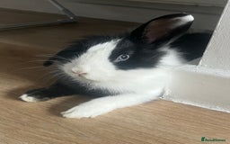 Lionhead rabbits for sale: Free male rabbit 11months old  - Image 3