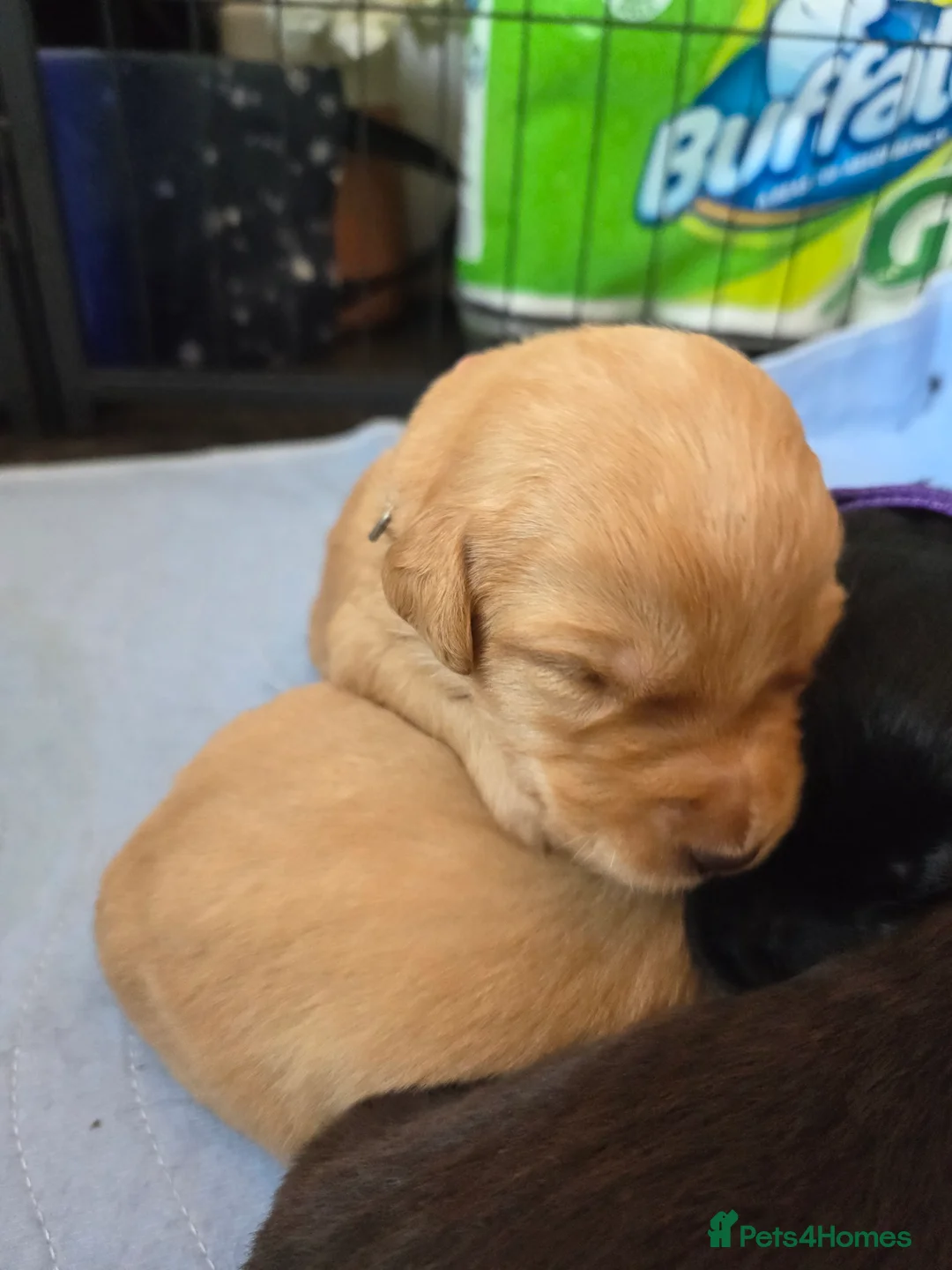 Labradoodle dogs for sale: Labrodoodle Puppies - Advert 28