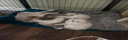 Ragdoll cats for sale: PUREBRED RAGDOLLS **INC INSURANCE & STARTER PACK** - Advert 3