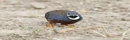 Quail poultry for sale: Button quail - Advert 5
