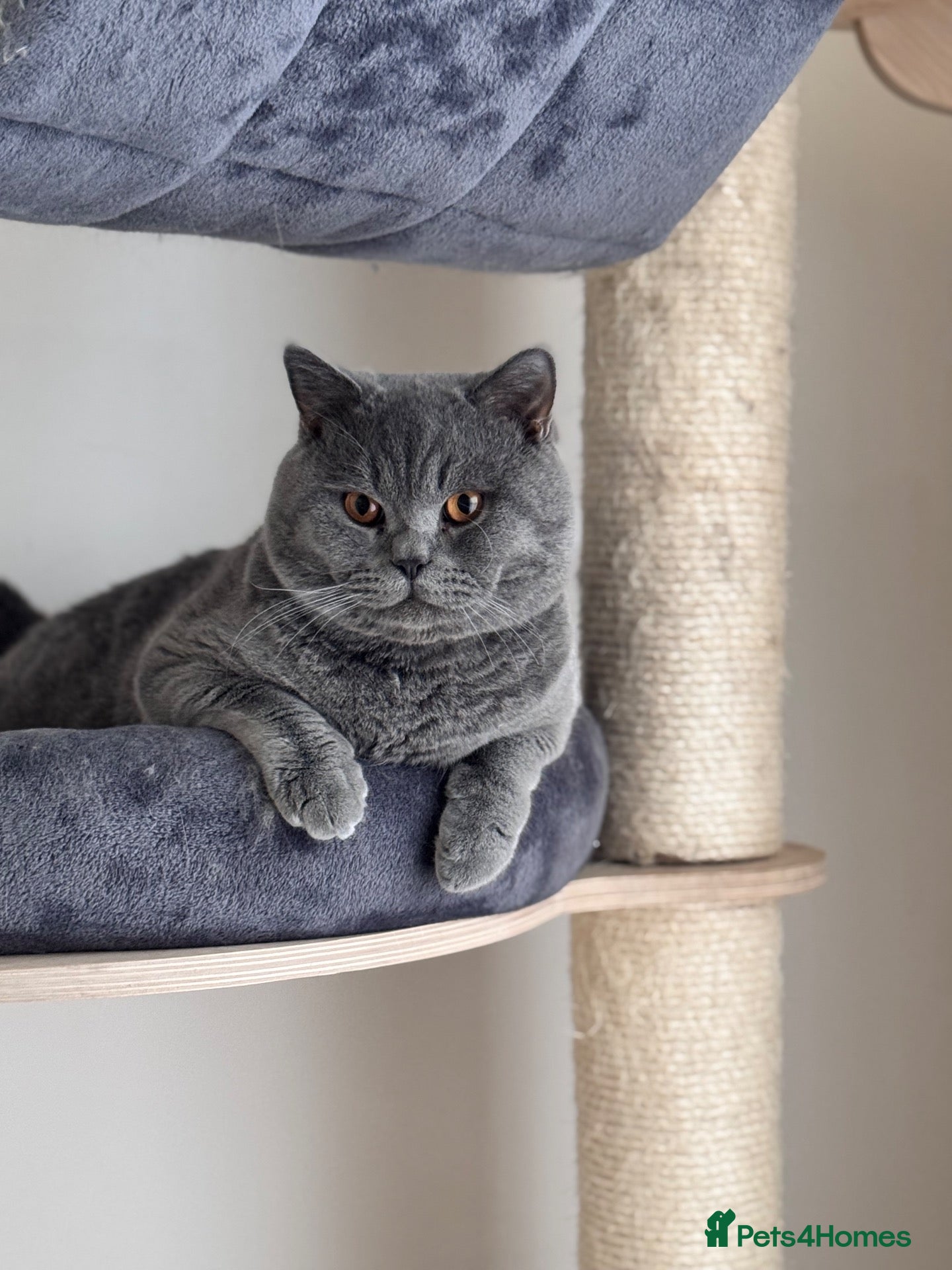 British Shorthair cats British shorthair Active  - Advert 14