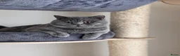 British Shorthair cats for sale: British shorthair Active  - Advert 1