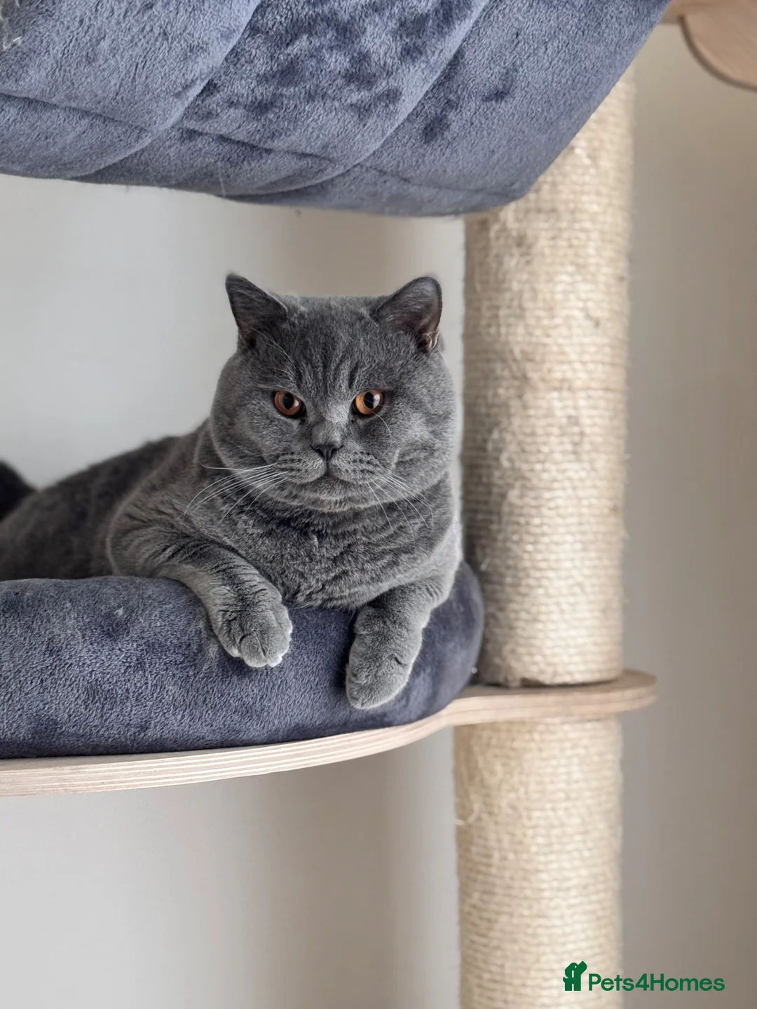 British Shorthair cats for sale: British shorthair Active  - Advert 1