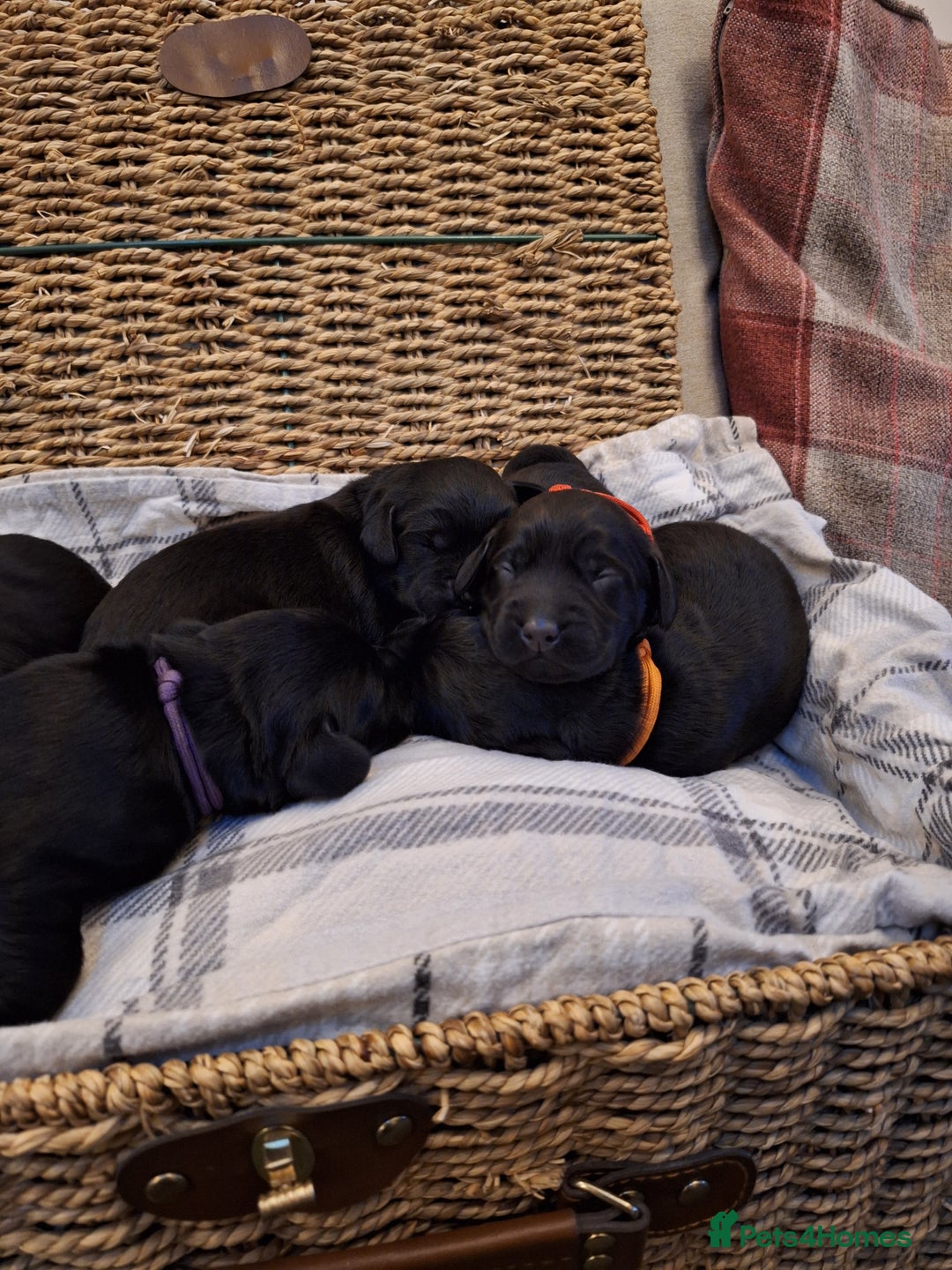 Cockerdor dogs for sale: stunning cockerdors (1left)🐶 5⭐️ licensed breeder - Advert 21