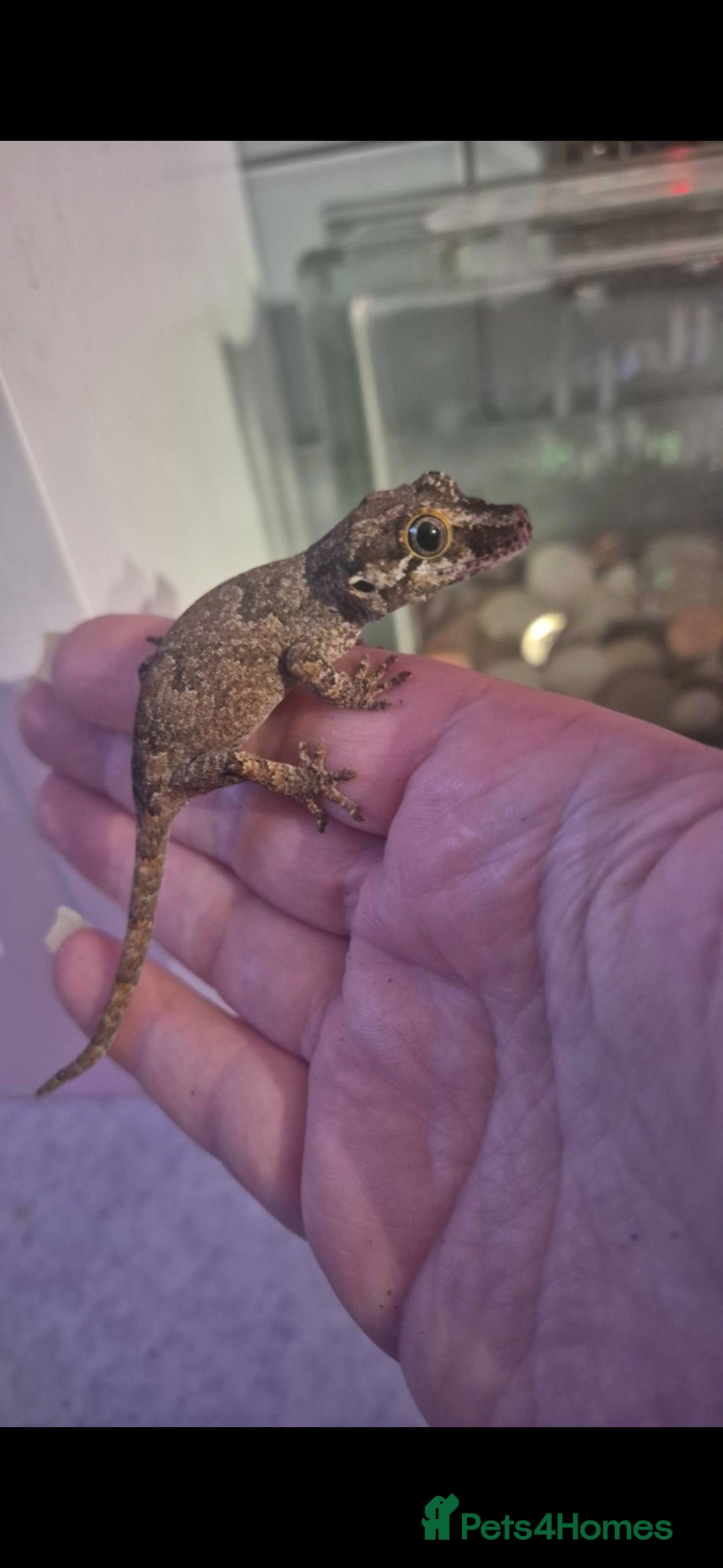 Gecko reptiles Baby gargoyle geckos and baby cresties lilys etx - Advert 1