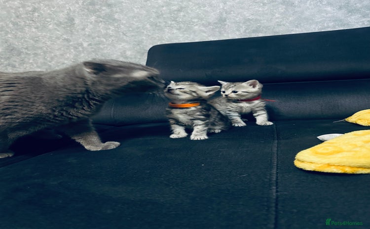 Scottish Fold cats - Advert 1