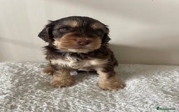 Cockapoo dogs for sale: Adorable F1 Cockerpoo puppies - Image 24