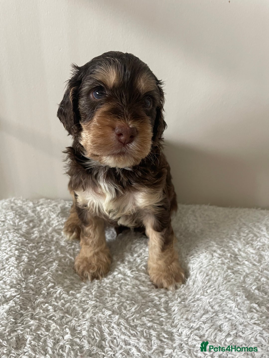 Cockapoo dogs for sale: Adorable F1 Cockerpoo puppies - Image 24