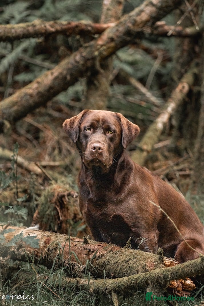 Labrador Retriever dogs Proven health tested Labrador in Blackwood - Advert 24