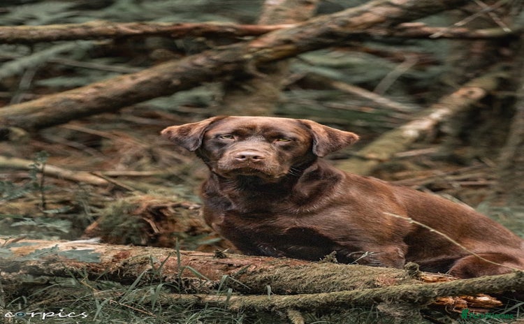 Labrador Retriever dogs in Blackwood - Advert 9