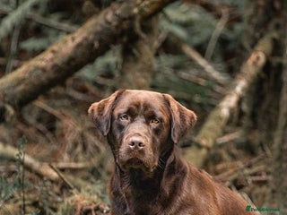 Labrador Retriever dogs Proven health tested Labrador in Blackwood - Advert 5