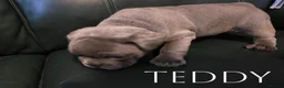 French Bulldog dogs for sale: 4 Male French Bulldog Puppies  - Advert 27