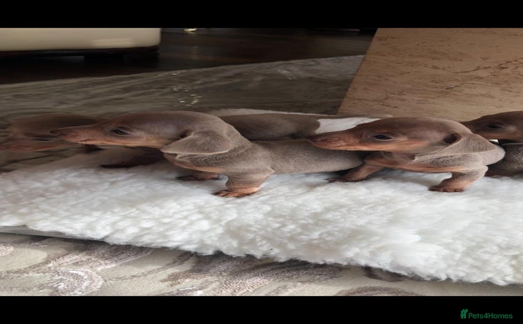 Dachshund dogs - Advert 2