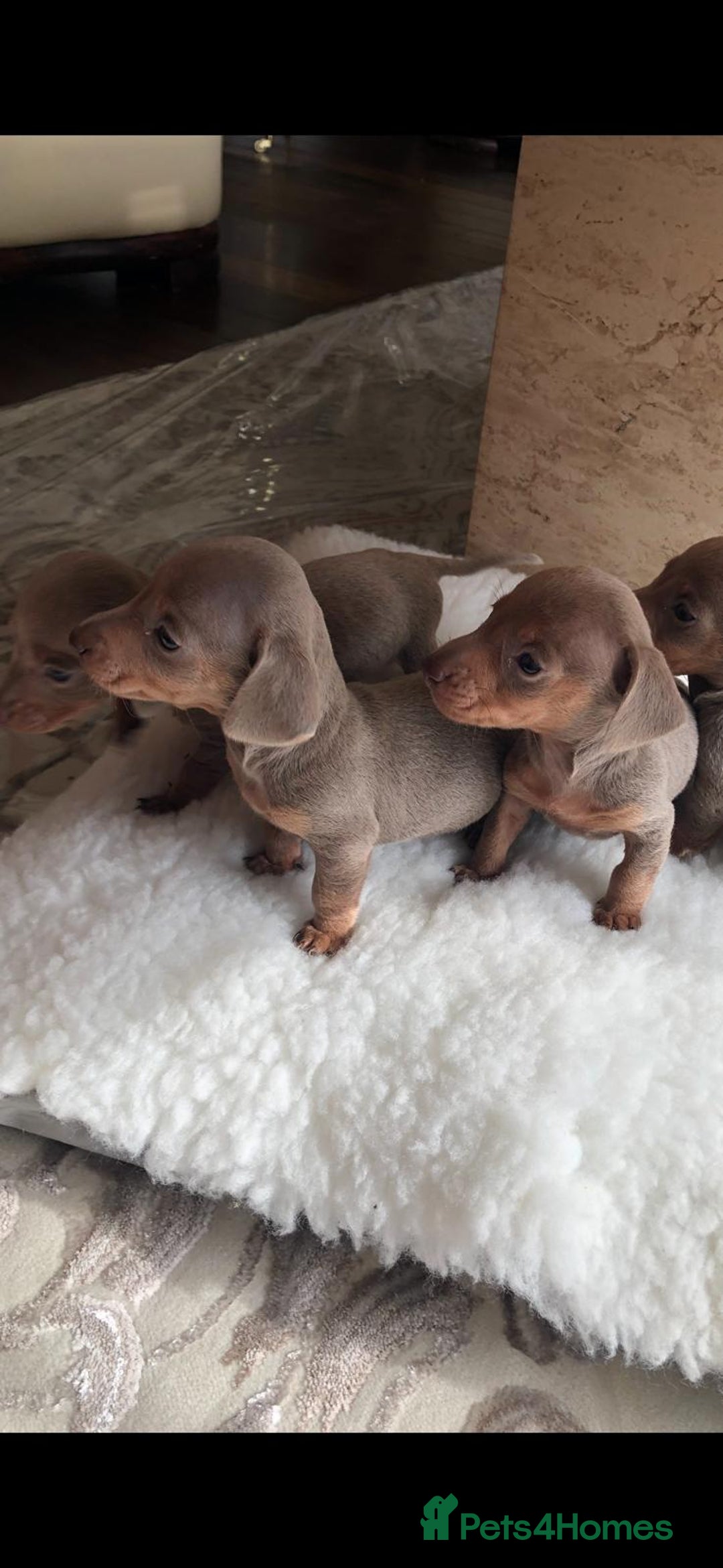 Dachshund dogs for sale: Dachshund puppies  - Image 1