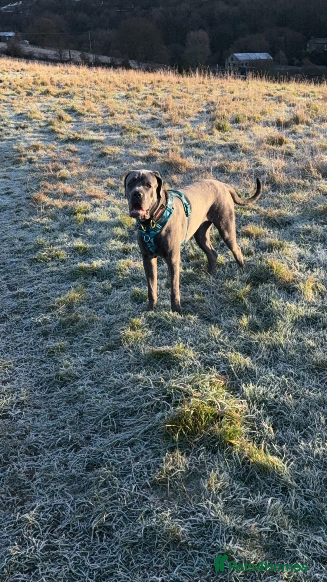 Cane Corso dogs for sale: 10 month old cane corso  - Advert 4