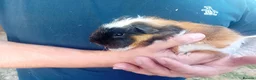 Guinea Pig rodents for sale: 🐹 Mixed Breed Guinea Pigs in Norwich - Advert 2