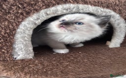 Ragdoll cats for sale: Fluffy and floppy Ragdoll kittens - Image 5