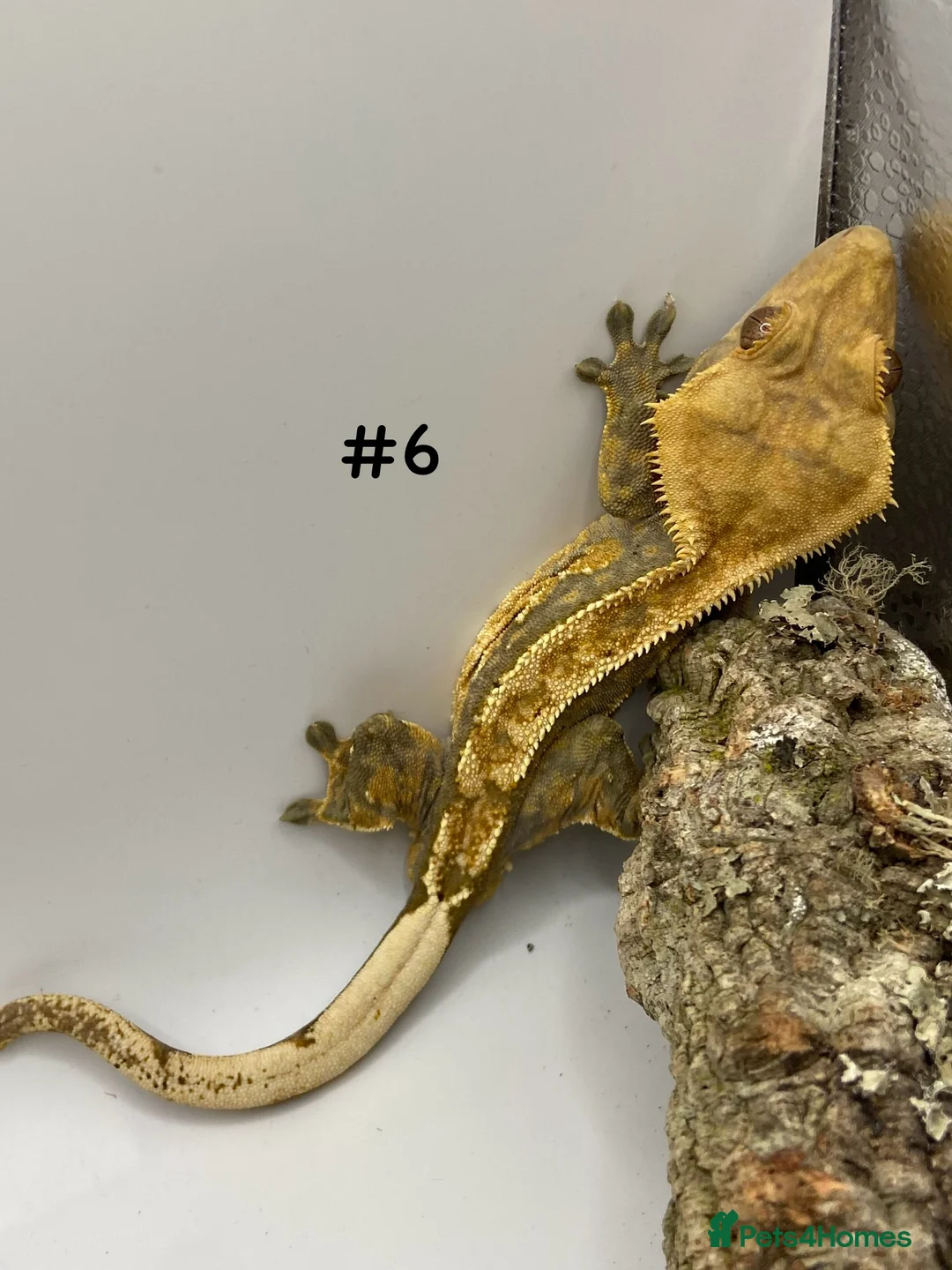 Gecko reptiles for sale: Adult and Juvenile Crested Geckos - Advert 20