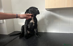 Cane Corso dogs for sale: Cane corso puppies  - Image 10