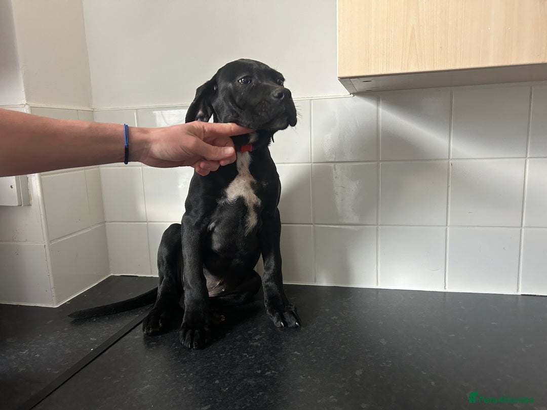 Cane Corso dogs for sale: Cane corso puppies  - Image 10