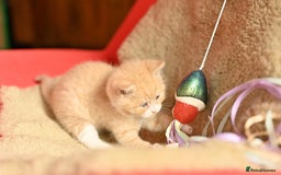 British Shorthair cats for sale: ⭐Rare Cream British Shorthair Boy ⭐  - Image 19