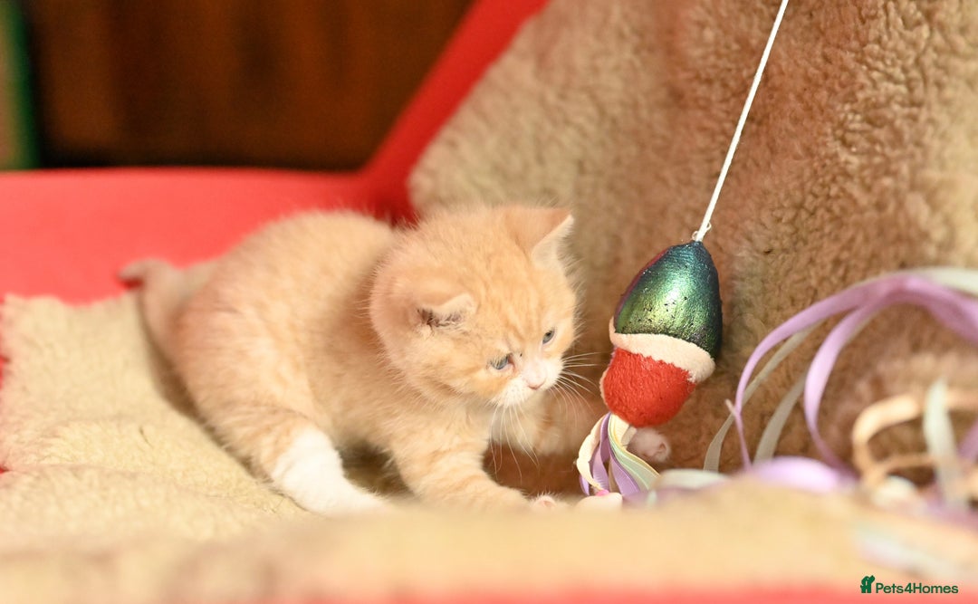 British Shorthair cats for sale: ⭐Rare Cream British Shorthair Boy ⭐  - Image 19