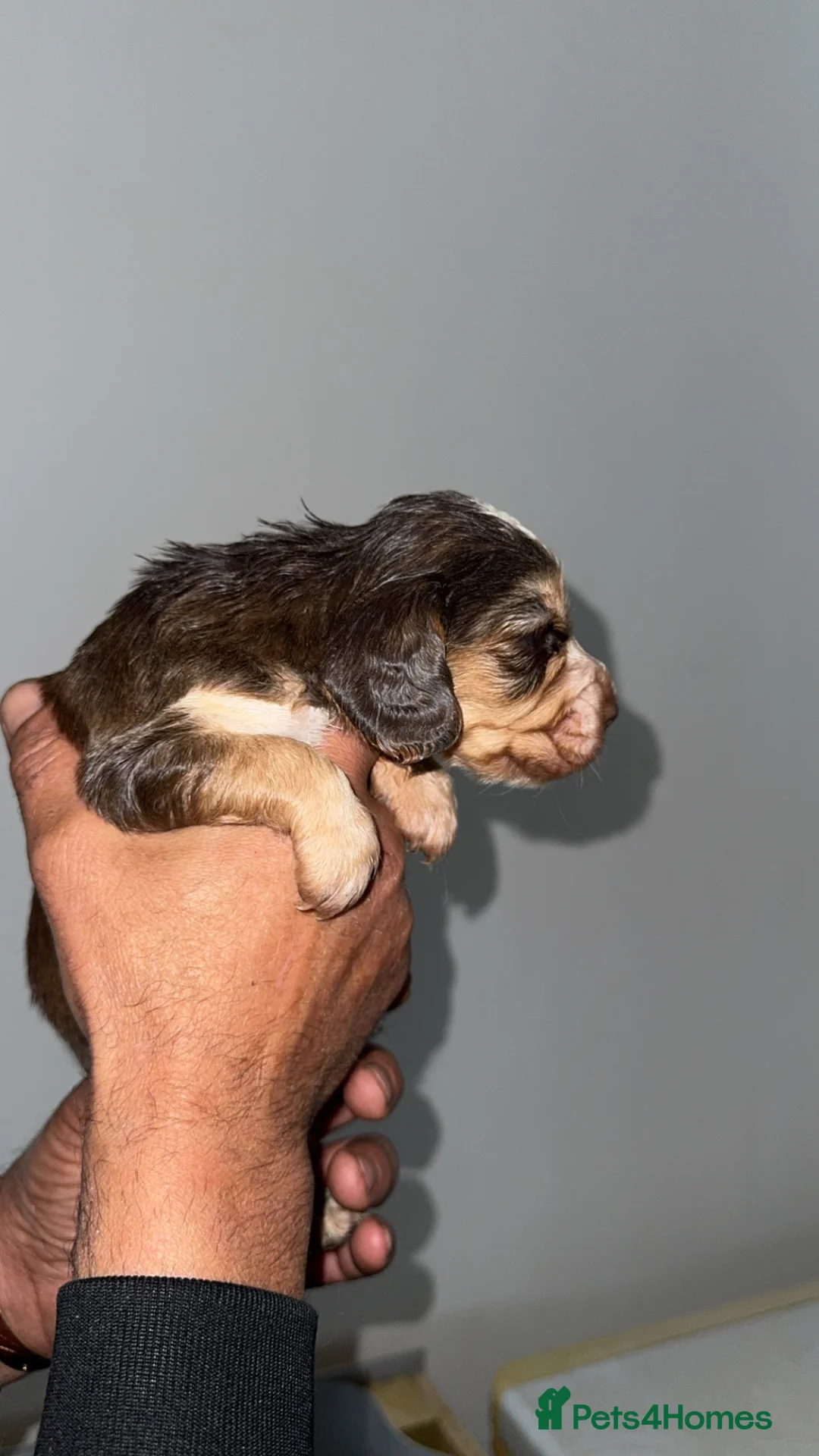 Cocker Spaniel dogs for sale: Full pedigree beautiful show cocker spaniels  - Advert 2