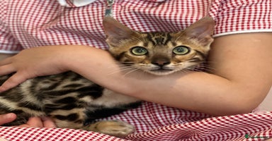 Bengal cats - Advert 2