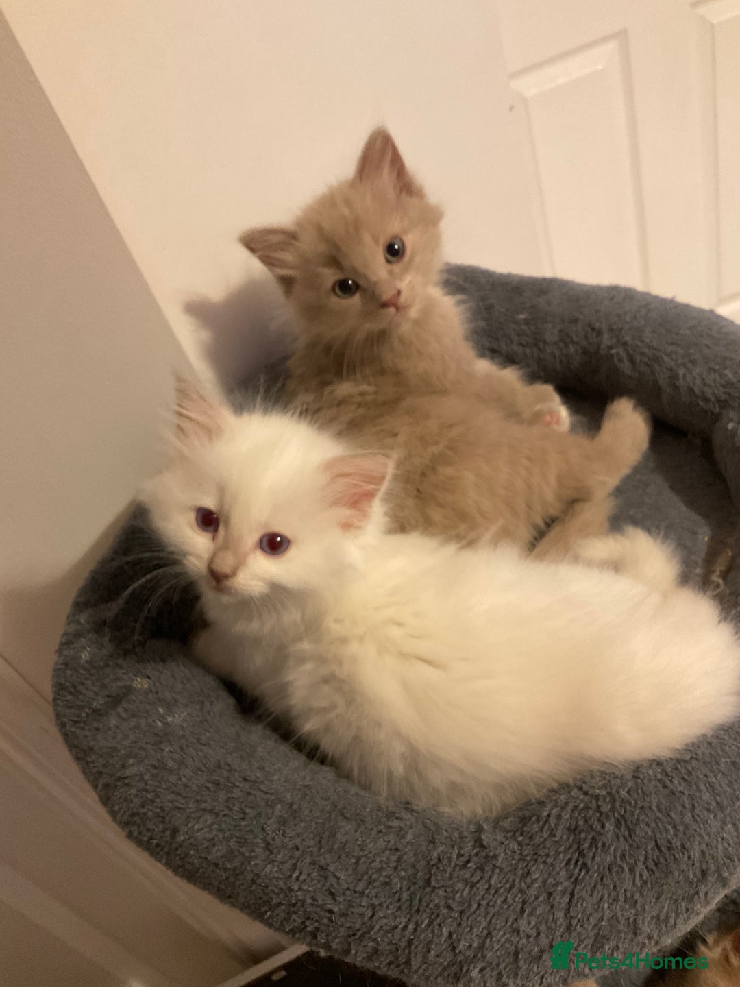 Ragdoll cats for sale: RARE PURE BRED FAWN RAGDOLL BABIES - Advert 10