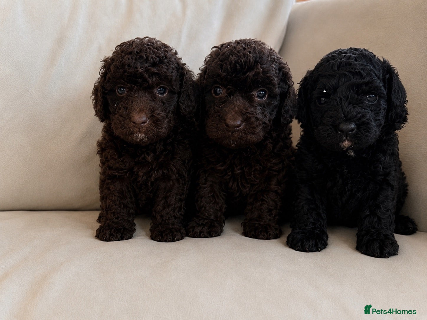 Cockapoo dogs 5 stunning cockapoo  - Advert 1