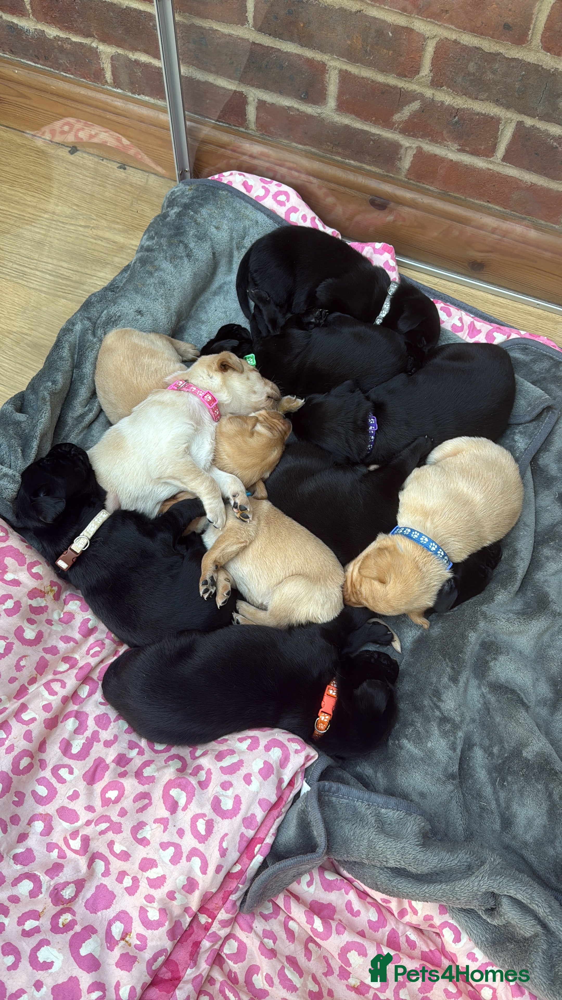 Labrador Retriever dogs KC Registered Labrador Retriever Puppies - Advert 18