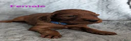 Irish Setter dogs for sale: Irish setter Puppies - Advert 10