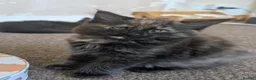 Mixed Breed cats for sale: 4 lovely little kittens - Advert 1