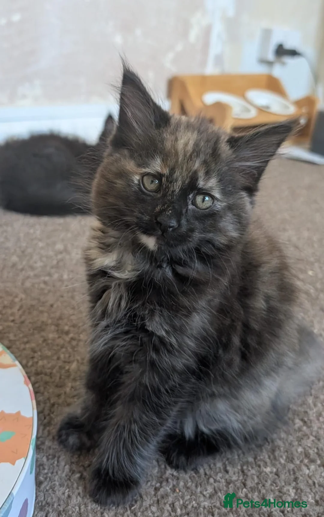 Mixed Breed cats for sale: 4 lovely little kittens - Advert 1
