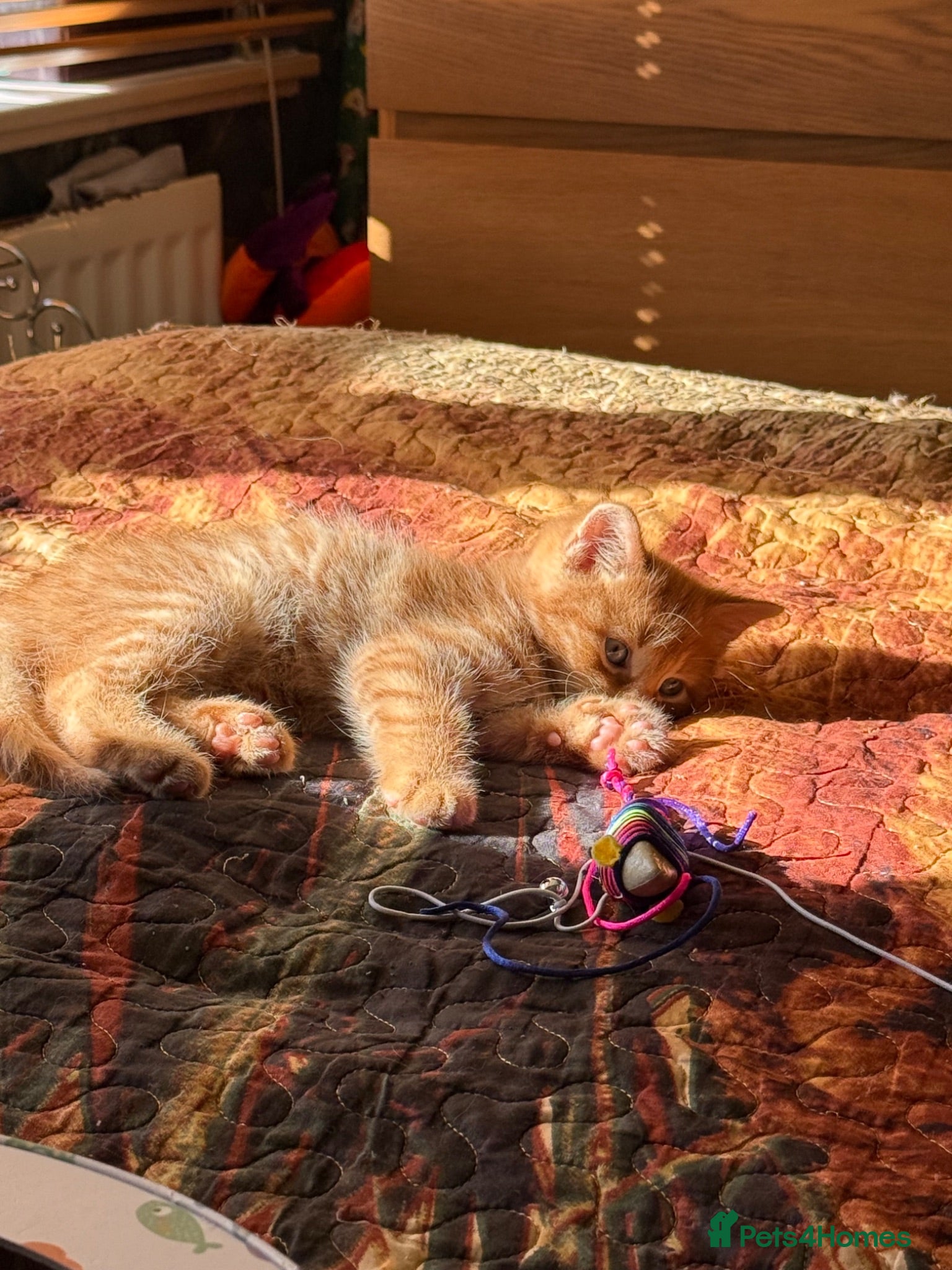 Mixed Breed cats Beautiful kittens available - Advert 2