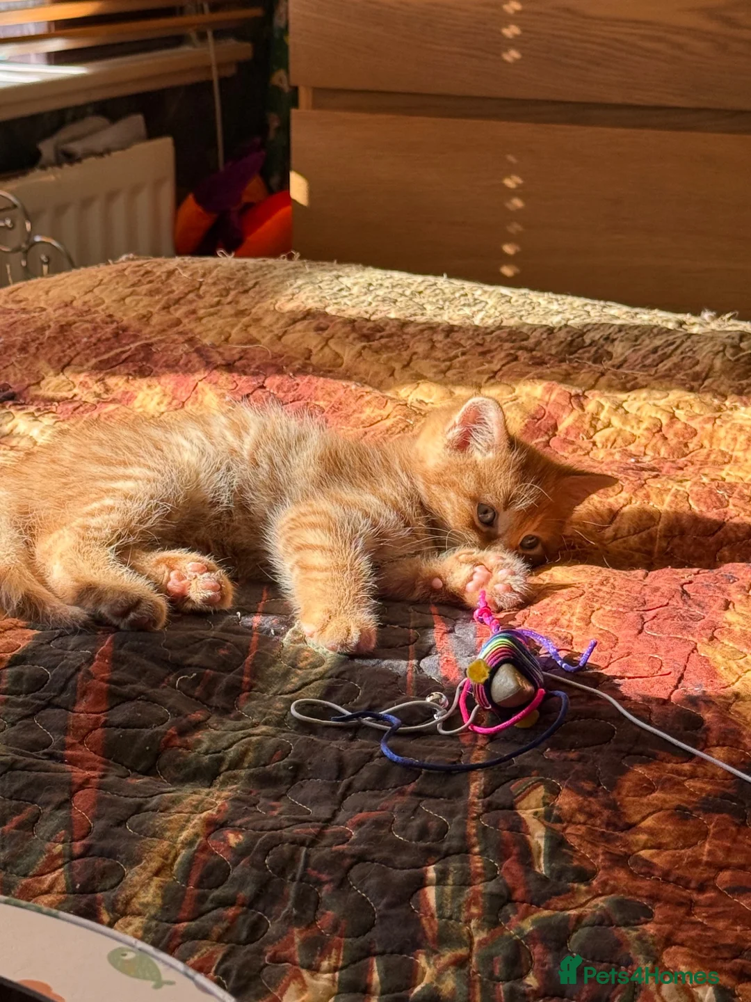 Mixed Breed cats for sale: Beautiful kittens available - Advert 2