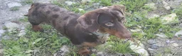 Miniature Dachshund dogs for sale: Miniature smooth haired dachshund  in Cowbridge - Advert 3