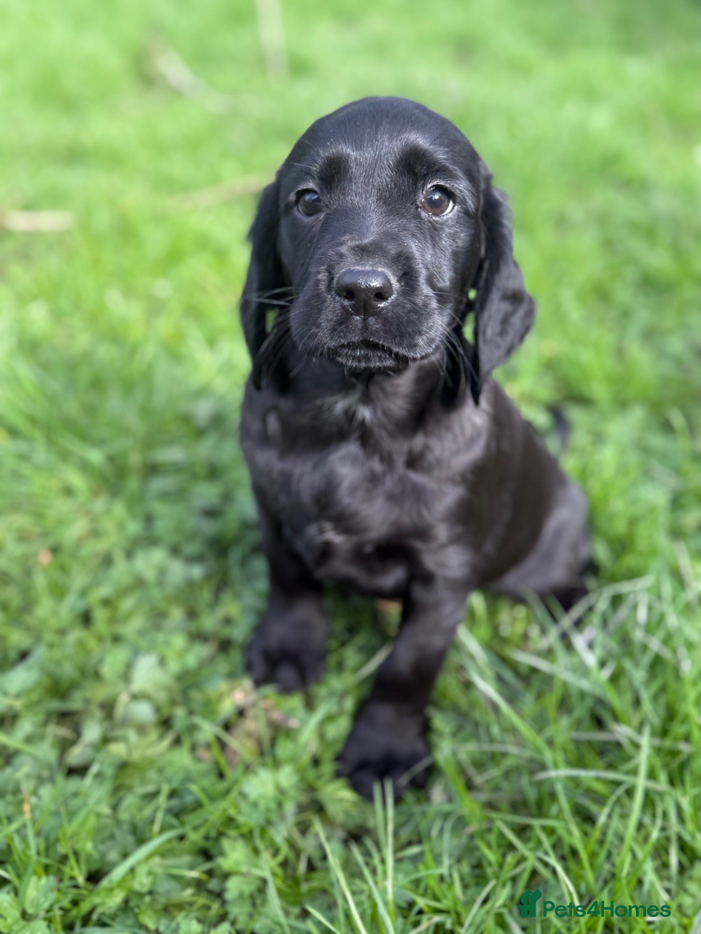 Cockerdor dogs Cocker x labrador - Advert 1