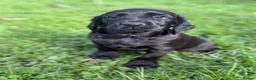 Cockerdor dogs for sale: Cocker x labrador - Advert 1