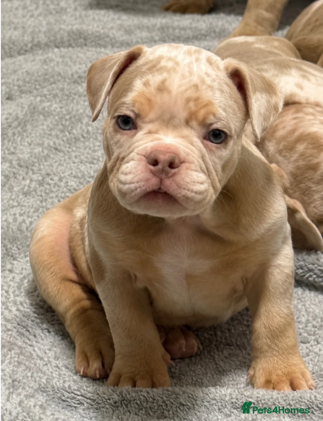 American Bully dogs for sale: Lucci vs Gr CH McLovin pups  - Advert 2