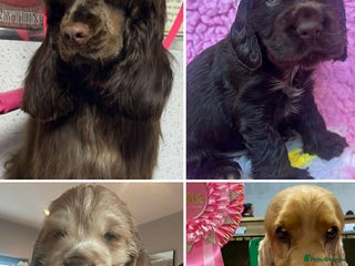 Cocker Spaniel dogs 2 boys available 💚🖤show cocker spaniel puppies - Advert 2