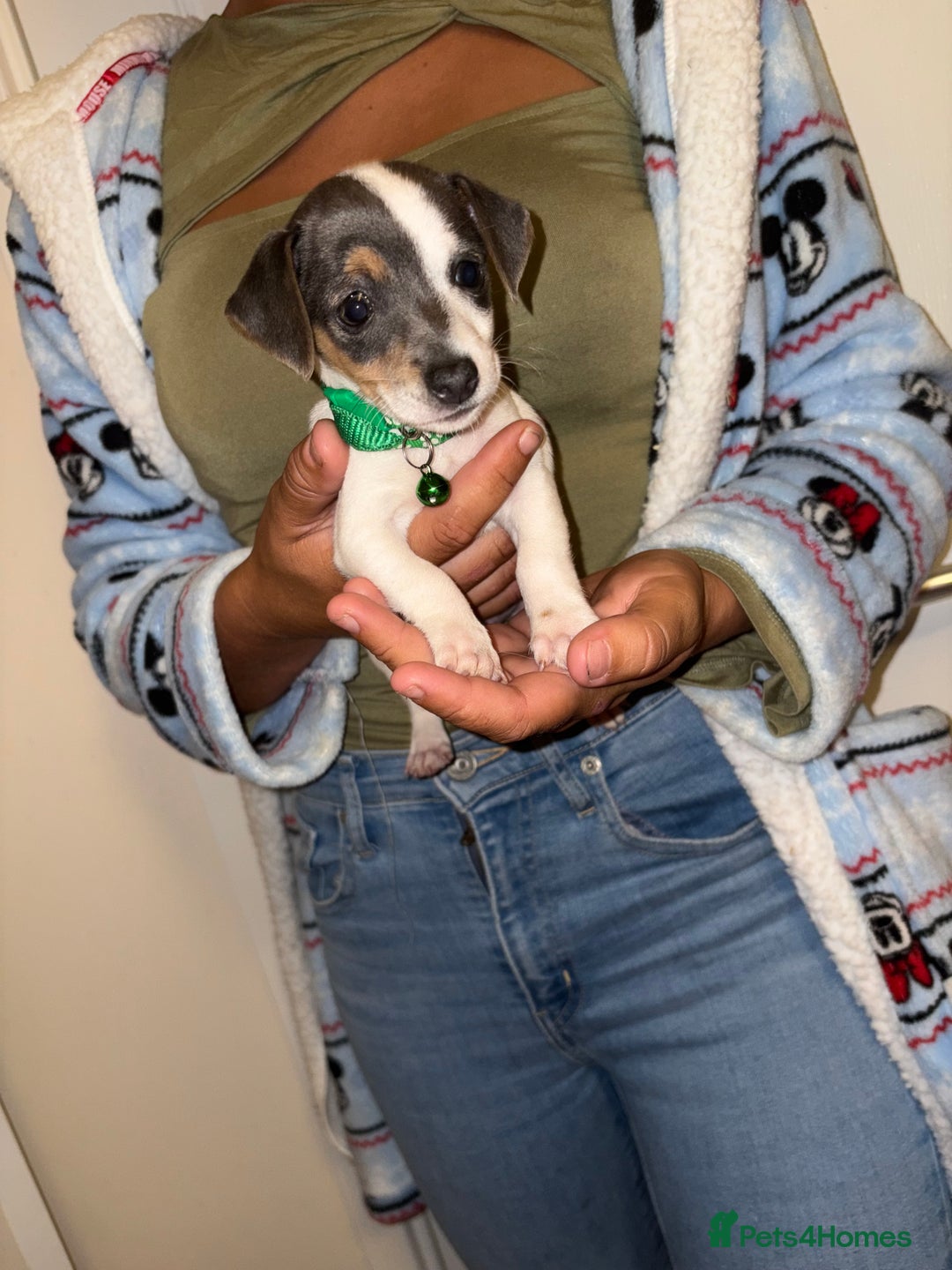 Jack Russell dogs for sale: Jack Russell Pure Breed Puppy’s  - Image 16