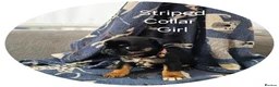 Frug dogs for sale: Fun-loving Frug pups seeking their forever family! - Advert 16