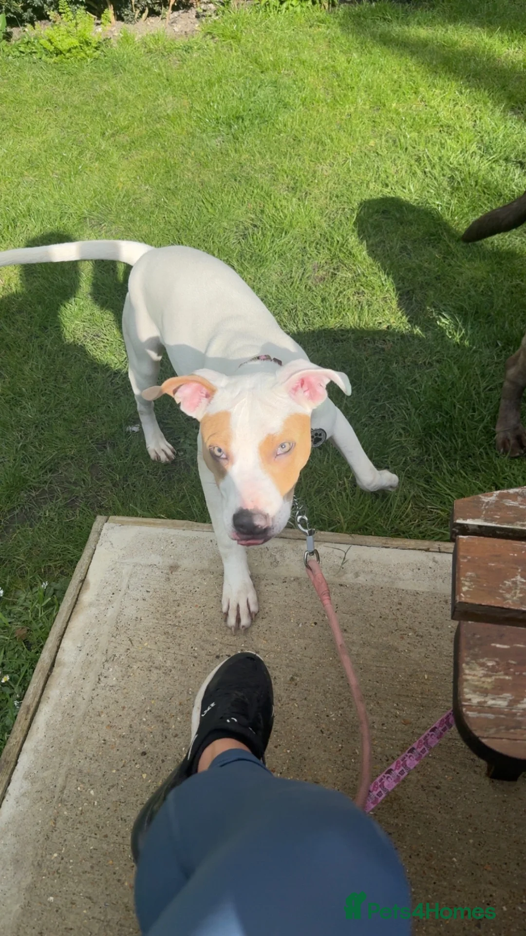 American Bull Staffy dogs for sale: Staff cross American bully  in Salisbury - Advert 7