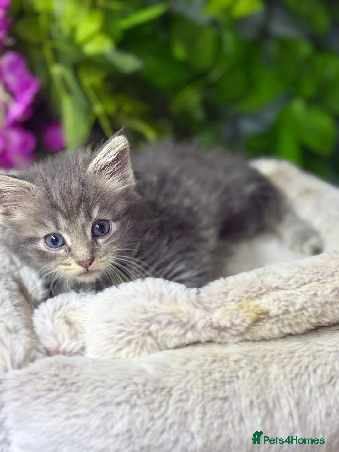 Maine Coon cats for sale: Mainecoons  - Advert 17