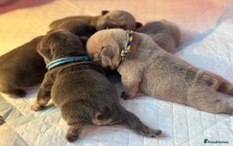 French Bulldog dogs for sale: QUALITY HOME BRED FRENCH BULLDOG PUPPIES - Image 2